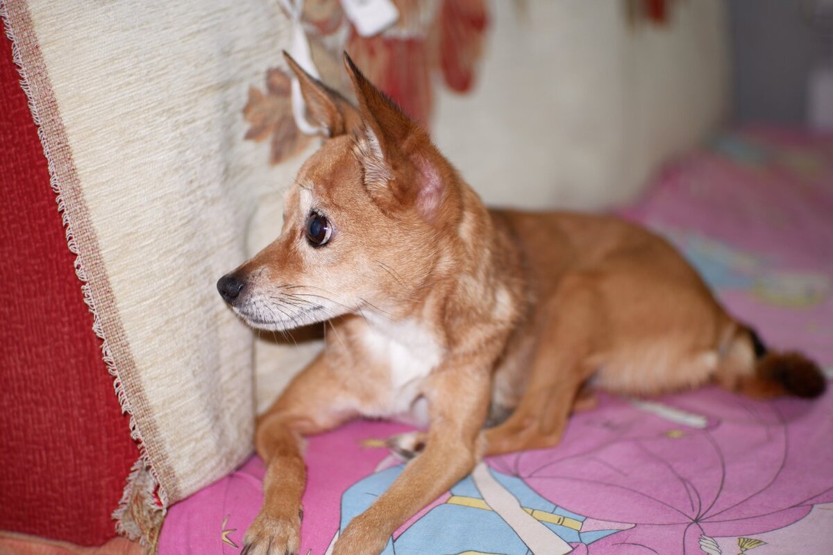 Фон размывается очень красиво. Листайте >>>