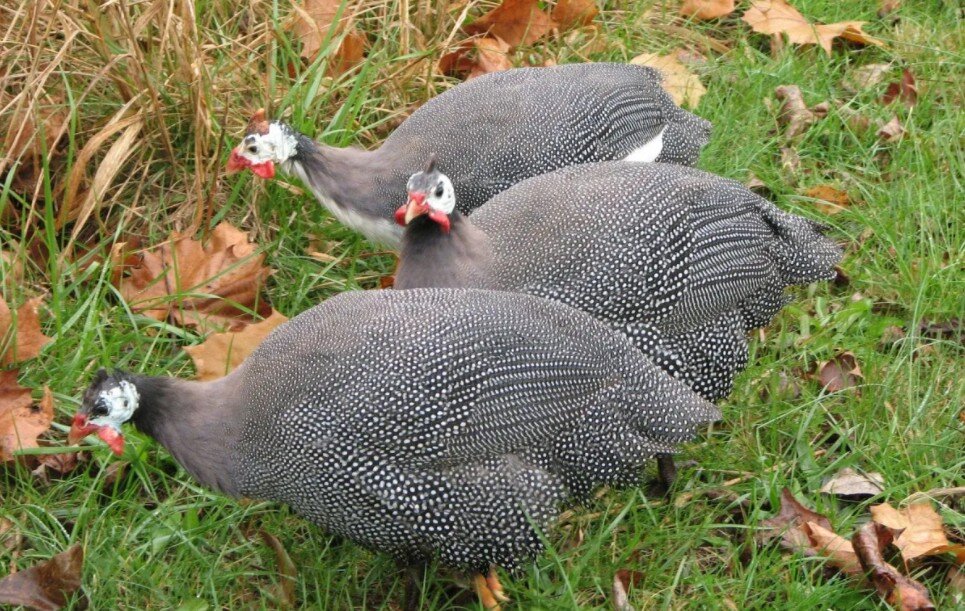Цесарка - одна из разновидность птиц, которую можно держать в подсобном хозяйстве. Птица интеллигентная, пугливая, очень красивая.-1-2