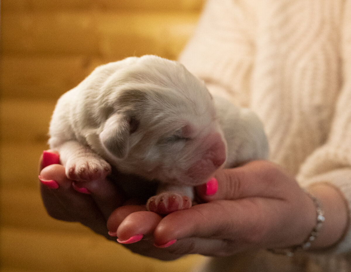 На этом фото 3-х дневный алабайчик