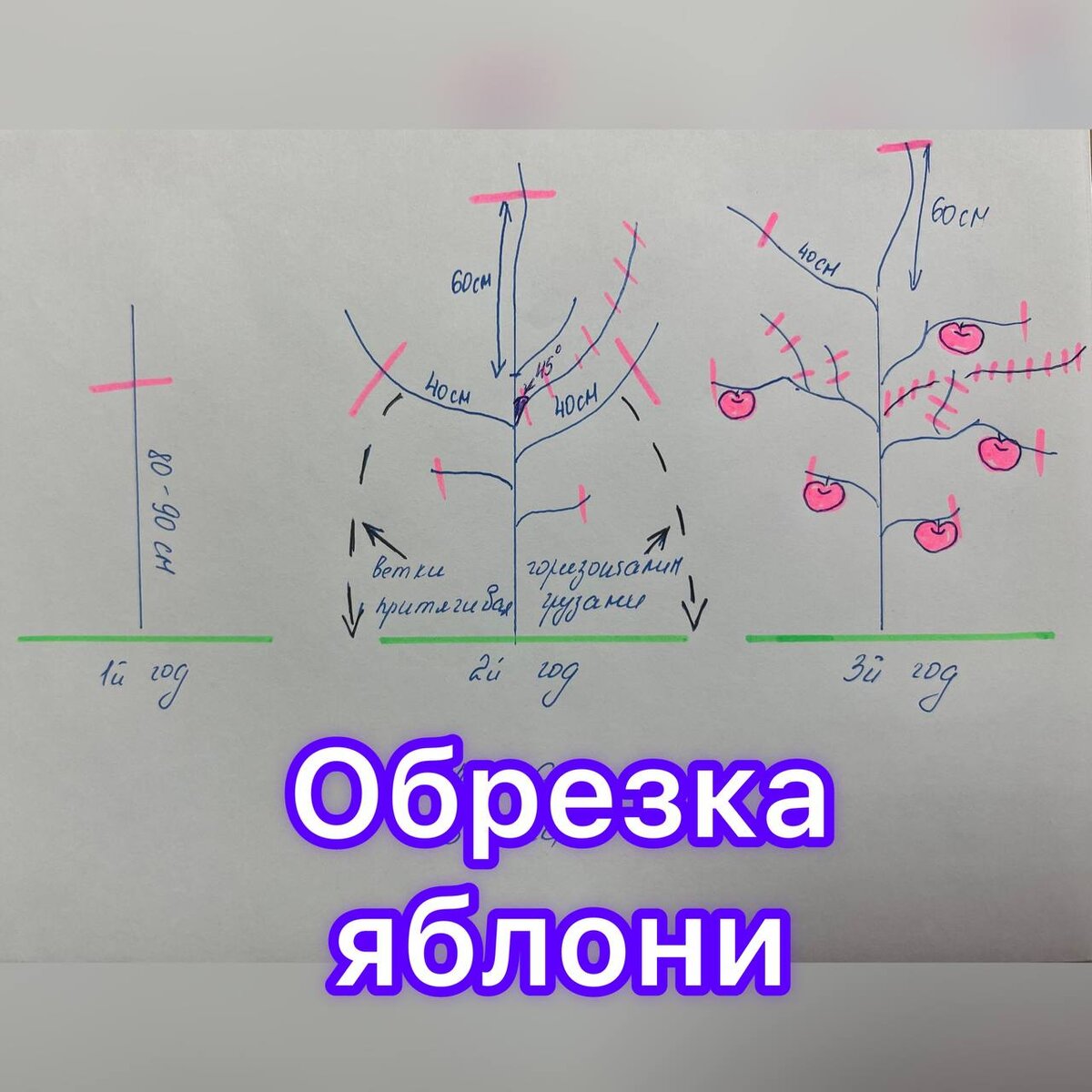 Можно ли обрезать яблони летом в августе. Саженец яблони обрезка при посадке. обрезка саженца яблони при посадке весной. как правильно обрезать правильно шарафугу образец.