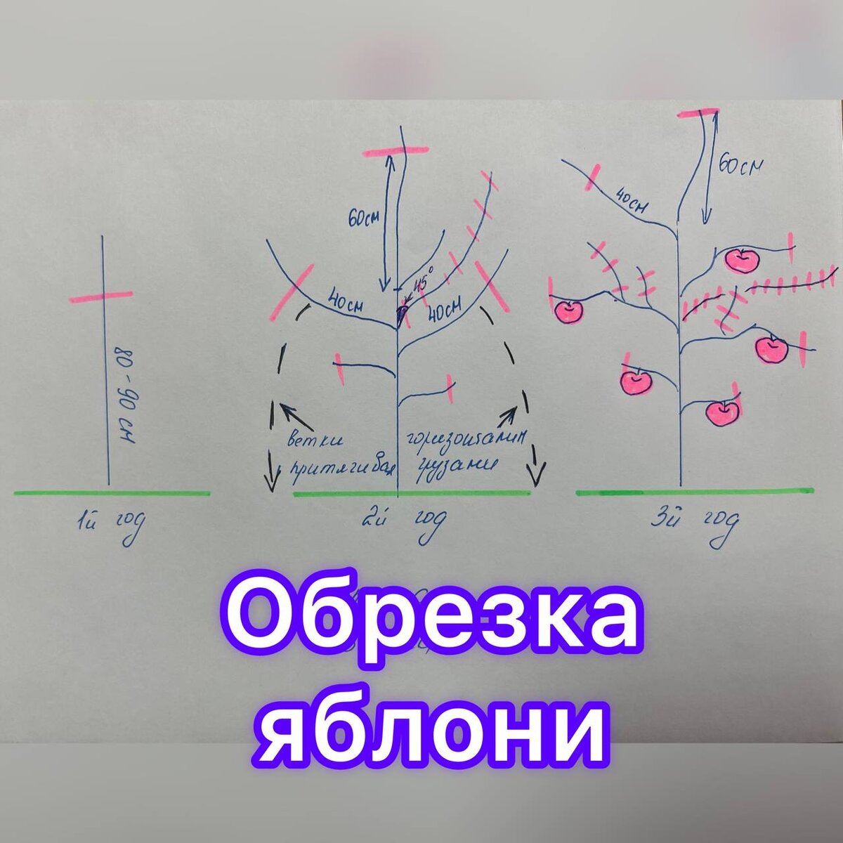 Обрезка яблони летом когда и как. Саженец яблони обрезка при посадке. Обрезка саженца яблони при посадке весной. Как правильно обрезать правильно шарафугу образец.