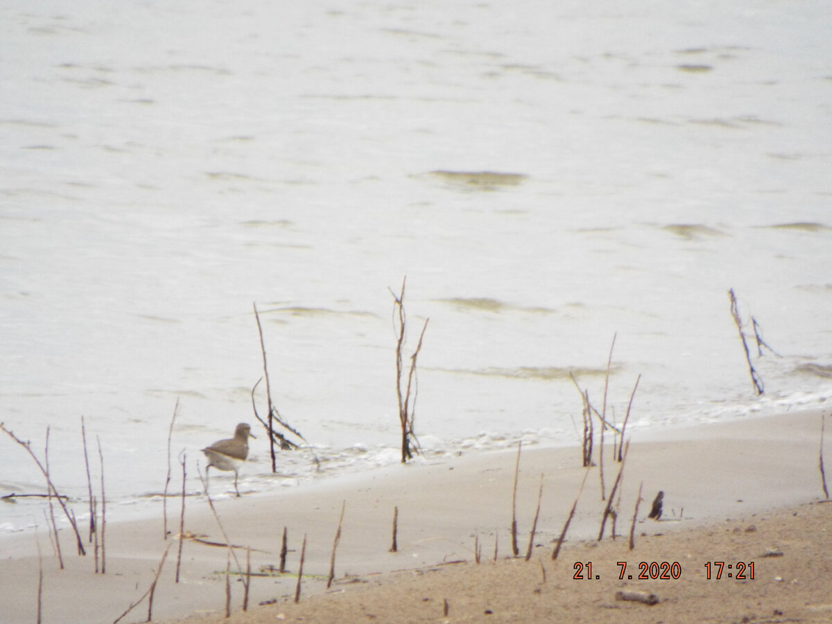 Бегущий от камеры абориген