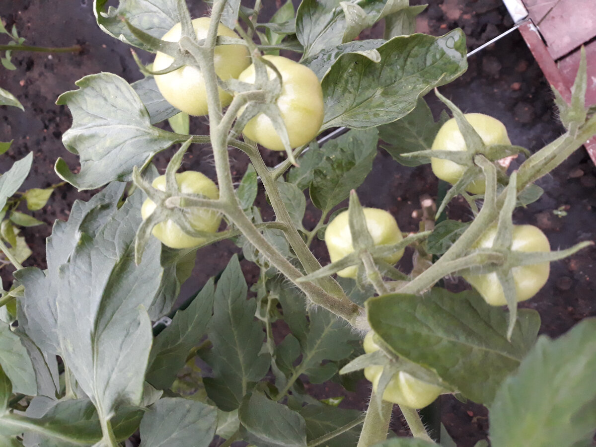 Фото автора.