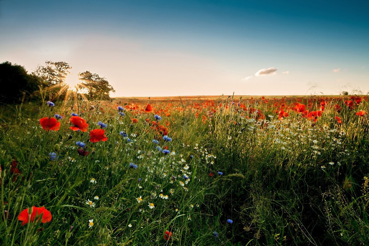 фото с Яндекс. картинки