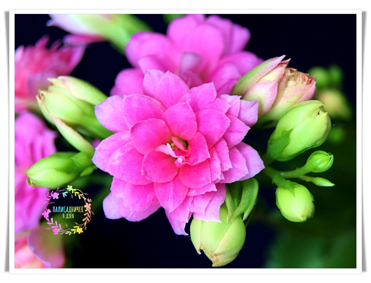 Вот оно, первое домашнее 🌺🌺🌺