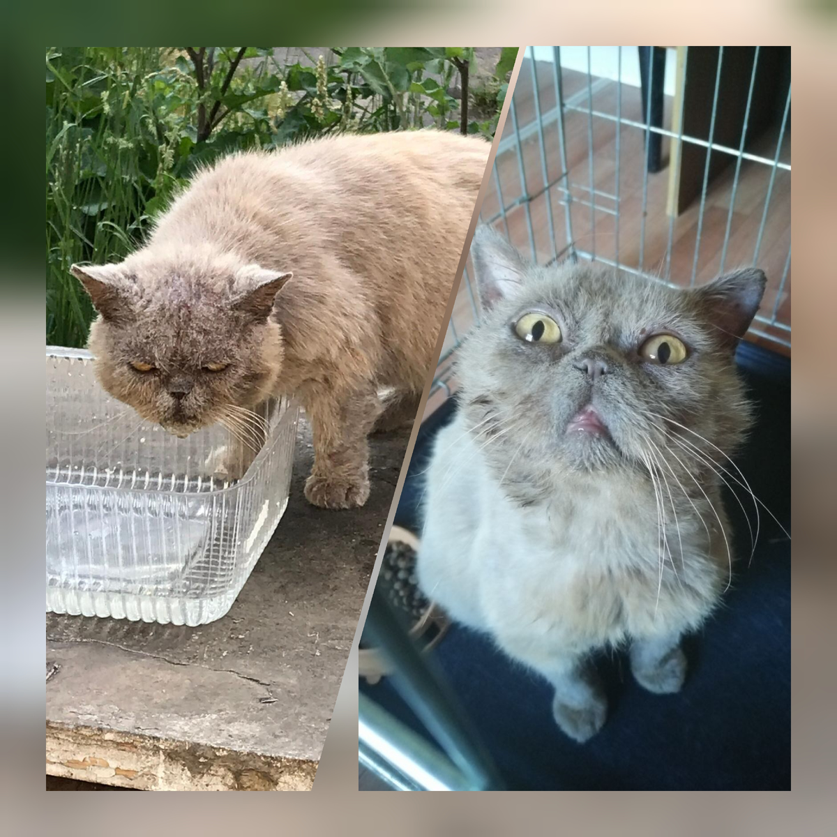 "Страшный" кот - спустя месяц... 