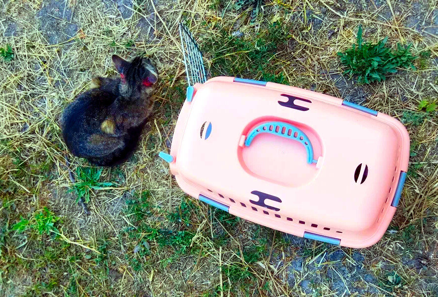 Уговоры зайти в клетку