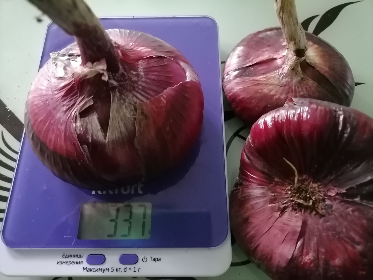 Вес одной луковицы более 300 г