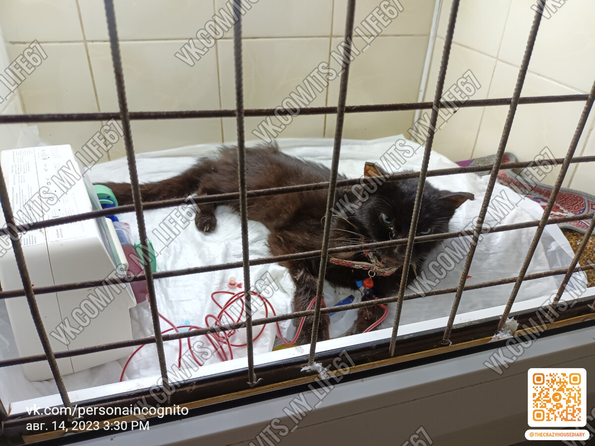 Шерри на гемотрансфузии