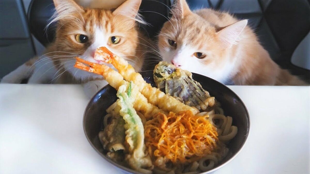 Включи кот еду. Кот и макароны. Коты едят. Котик с макаронами. Кот шашлык.