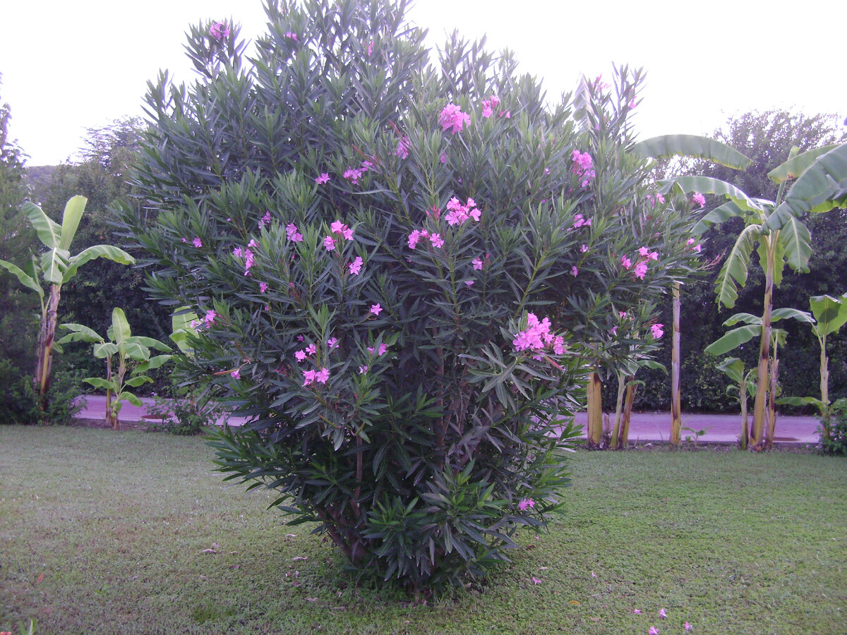 Розовый олеандр. Фотография Цветы вокруг нас