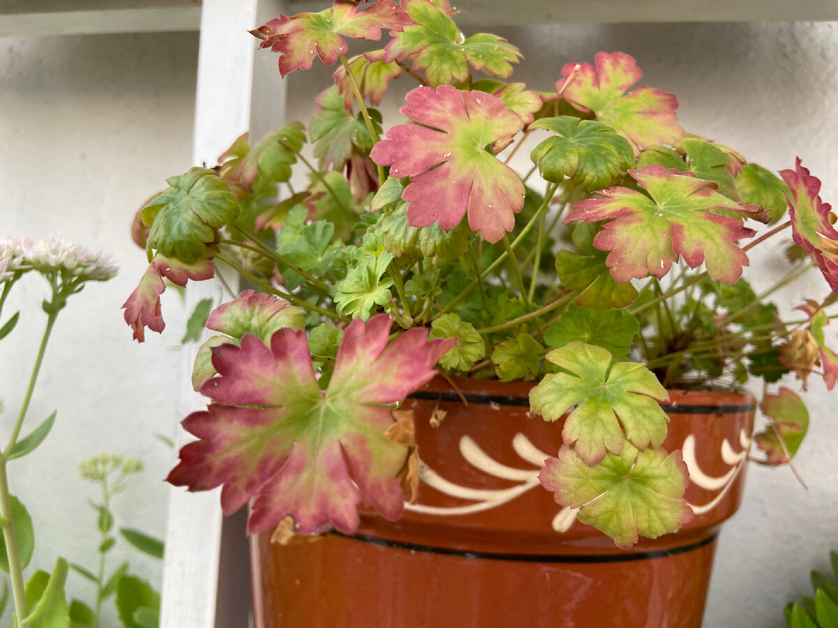 Герань кантабрийская, или кембриджская 