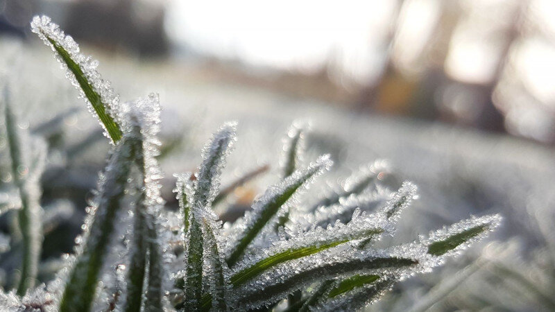     Заморозки, иней. СС0