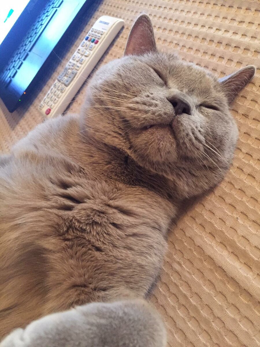 Вот такая довольная морда рядом с ноутбуком.