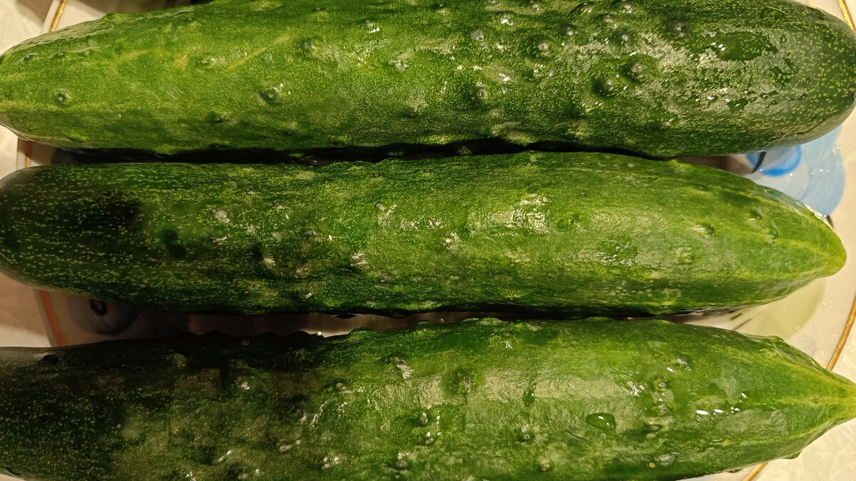 Сорт огурцов Ухажёр F1.