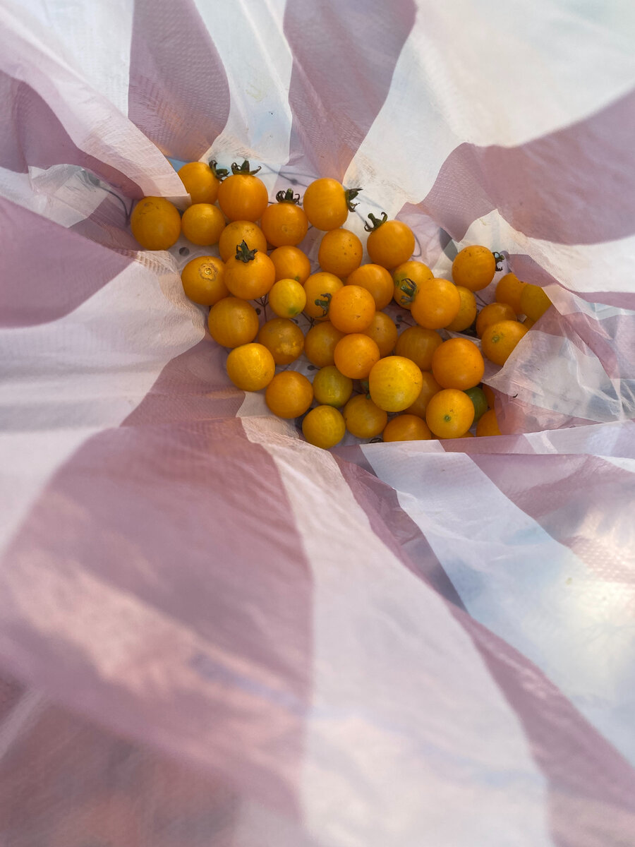 с одного куста желтые