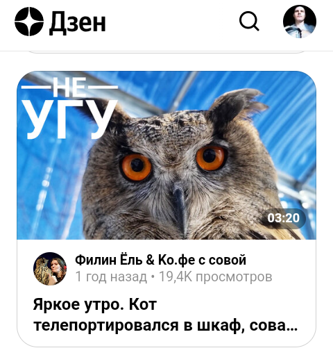 Как-то даже и не поспоришь... Сова-филин Ёль с одноимённого почти канала. Скриншот автора публикации 