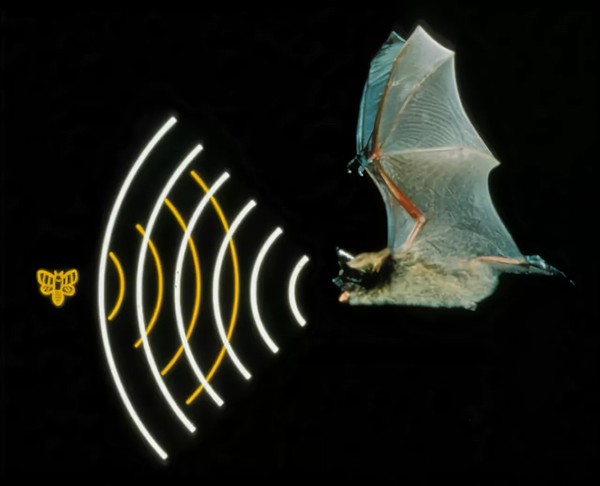 Частота звука мыши. Эхолокация летучих мышей. Летучая мышь сонар. Ультразвук в природе летучие мыши. Летучая мышь и локатор.