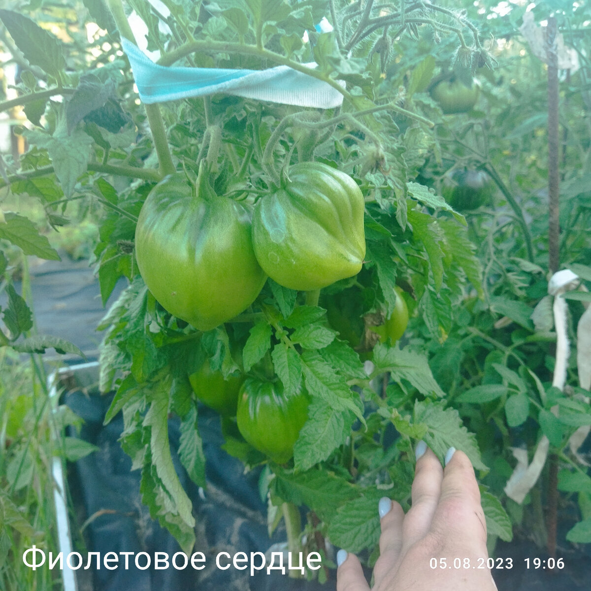 Куст в 2023 году