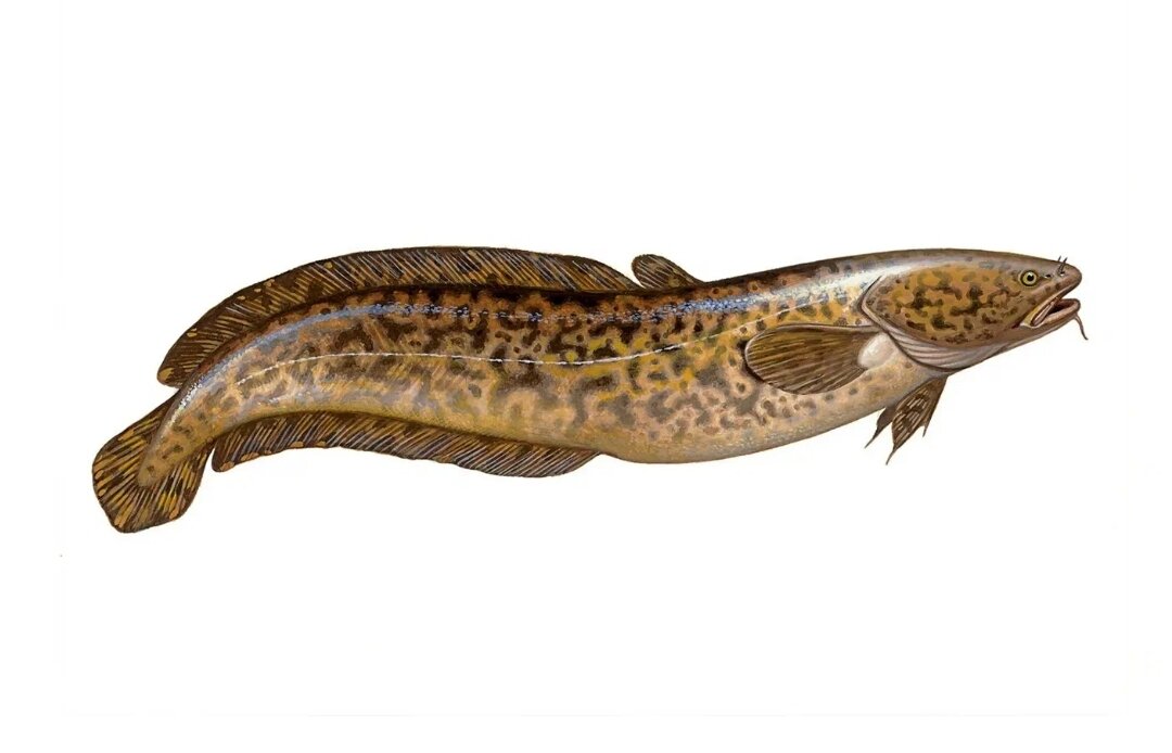 Налим - фото из интернета