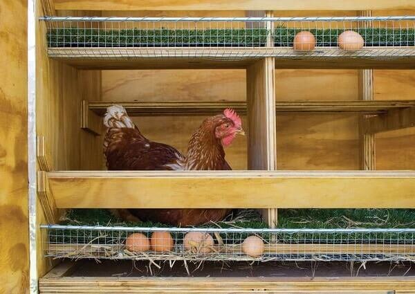 Гнездо с сбором яиц для кур