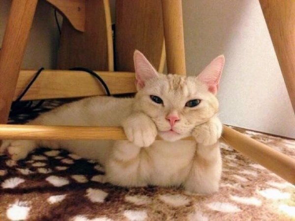 Я вас внимательно слушаю!