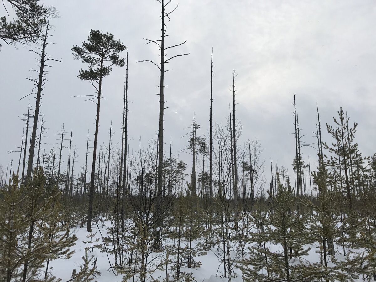 Фото Евгения Горкина - болото изменилось за 2 года