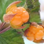 Морошка — это многолетний корневищный кустарник, обычно достигающий 1-4 метров высоту, с прямыми или извилистыми побегами. Листья зимой приобретают желтовато-коричневый или бурый оттенок. Цветки крупные, одиночные.