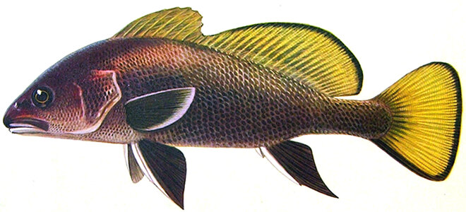 Sciaena umbra