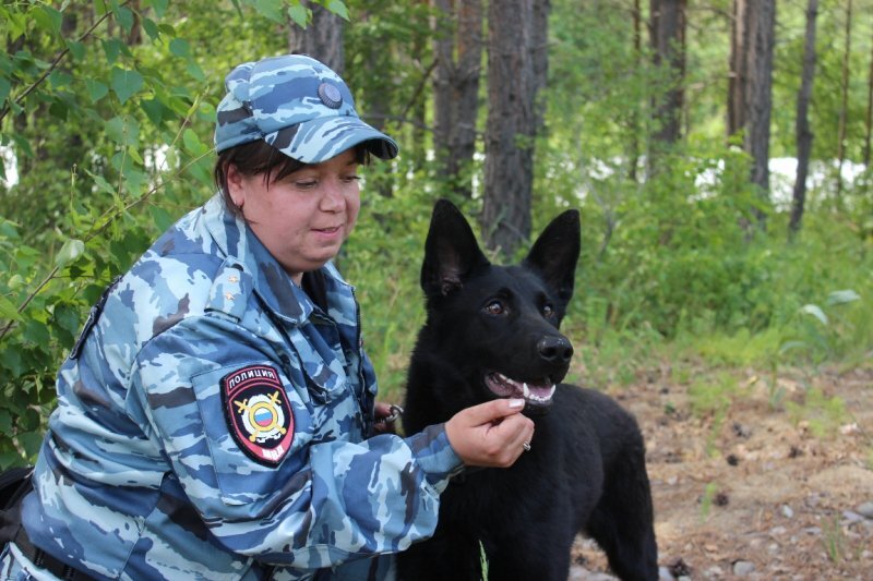 Сегодня в Приангарье в органах внутренних дел служат 125 специалистов-кинологов и 160 собак. Служебные псы благодаря острому нюху помогают разыскивать пропавших людей, ищут взрывчатые вещества и наркотики. Участвуют в поисках, преследованиях и задержаниях правонарушителей. также они обследуют здания и маршруты, когда необходимо обеспечить безопасность массовых мероприятий.