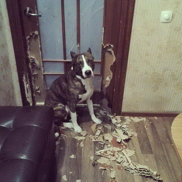 Сам только пришел мем с собакой