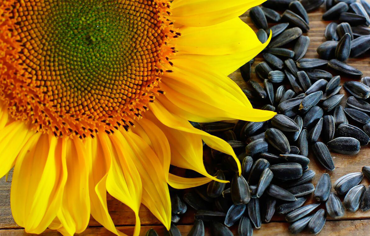 Подсолнух и его семена