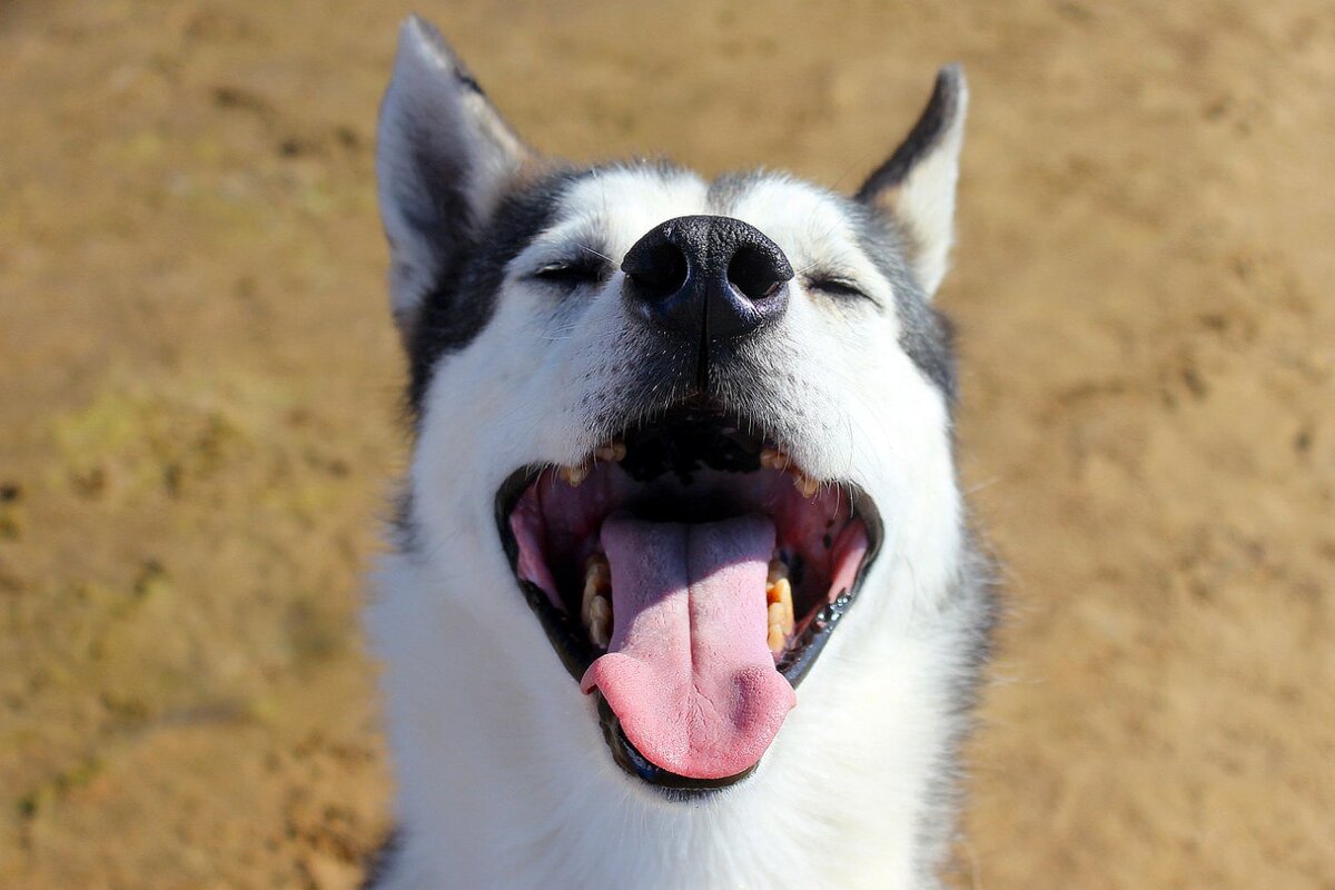 История одной собаки. Отпусти меня на радугу... | In Dogs we Trust | Дзен