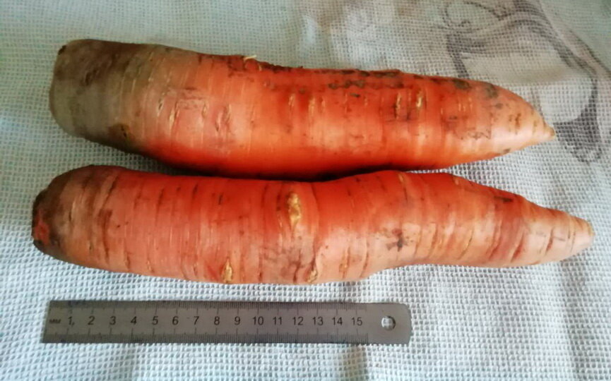  
Сорт этой моркови-великанши – королева осени.
Высажены лук и морковь были в конце апреля. Лук вырос уже к середине августа, морковь выбрали в конце сентября. Хранит Наталья овощи в подвале гаража, где прохладно и мало света.