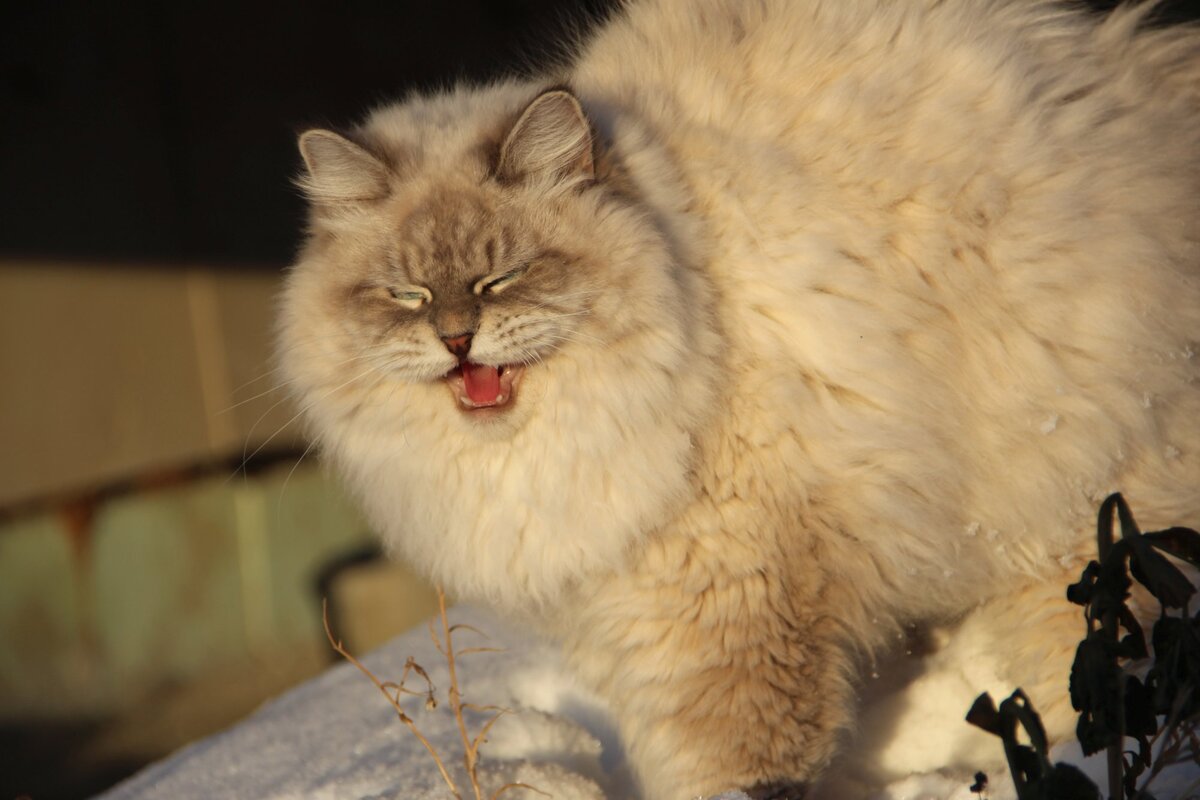 Волтер Знатный Зверь на прогулке зимой. Шуба знатная, как раз для наших морозов.