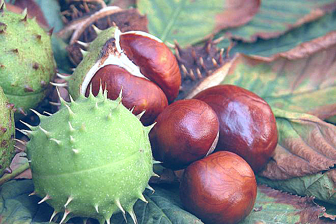 Созревшие каштаны