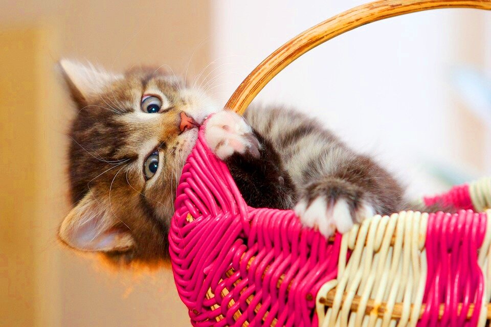 Изображение с сайта https://pixabay.com (Creative Commons CC0)