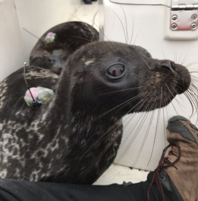 www.vk.com/sealrescue