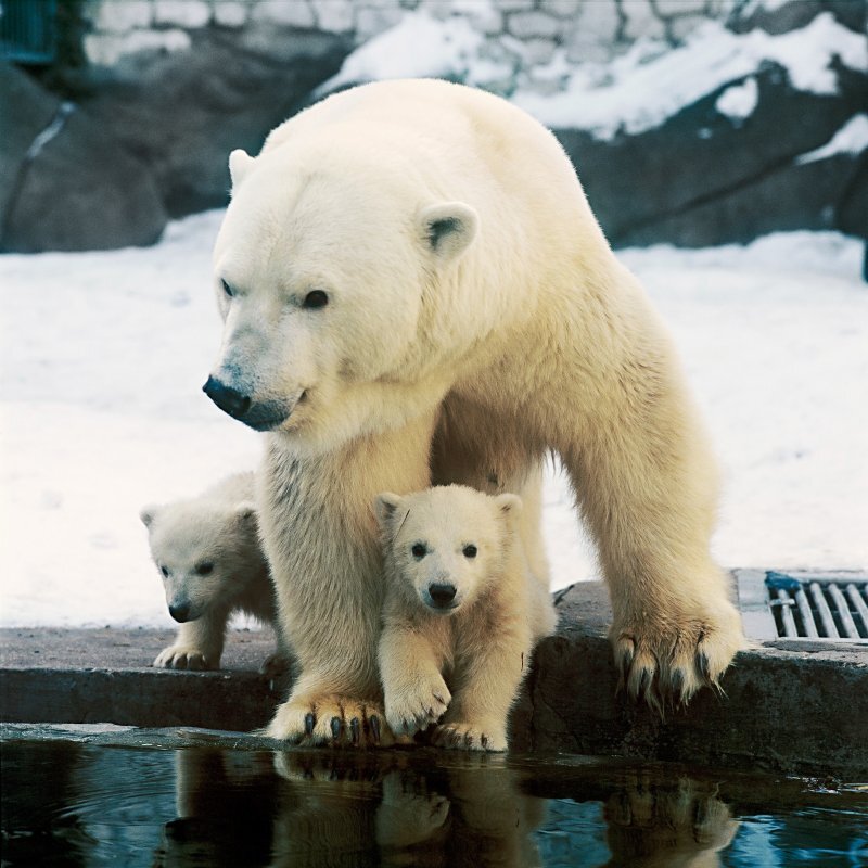      Фото с сайта Государственного Дарвиновского музея   