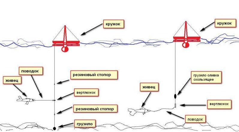 Ловля щуки на кружки: конструкция, оснастка, способы ловли на озерах и реках