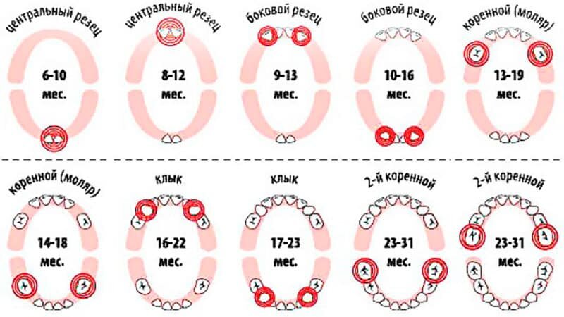 Как лезут верхние зубы у детей фото 5 мифов о молочных зубах Дом и дети Дзен