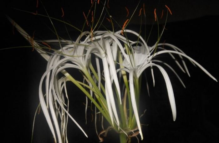 Гименокаллис - Hymenocallis: фото, условия выращивания, уход и размножение | l2luna.ru