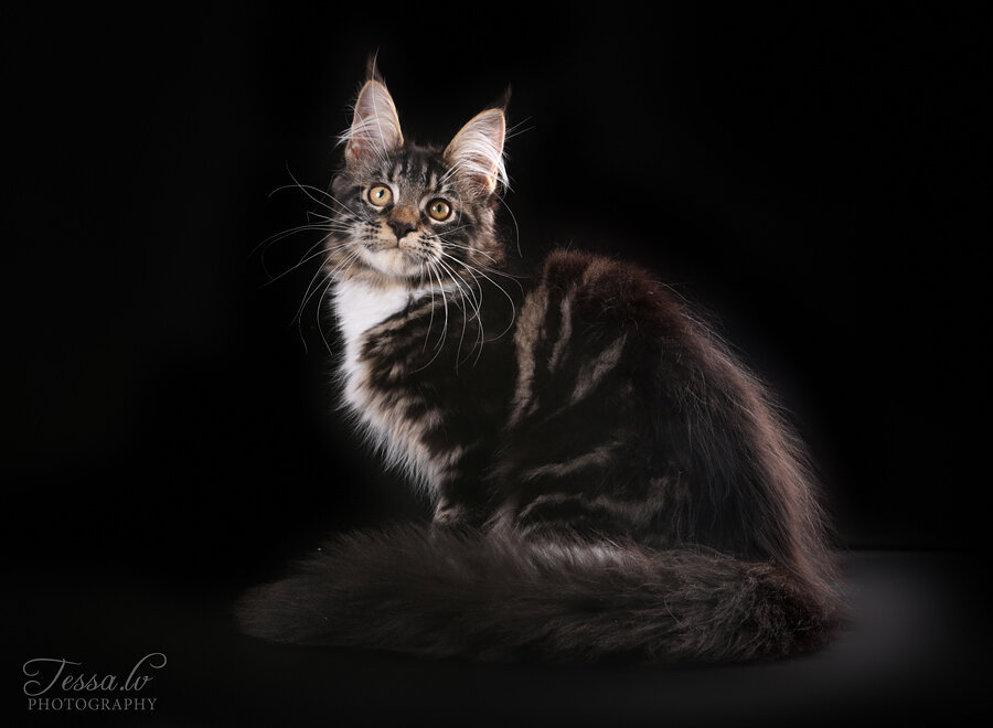 кот мейн кун