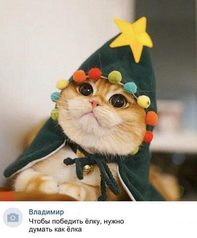 Новогоднее видео про котов мемов