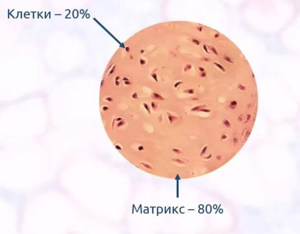 Внеклеточный матрикс