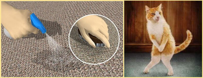  Источник: Строю Дом Даже самый покладистый воспитанный кот может внезапно начать метить территорию. В таком случае ругать животное бесполезно. Лучше разобраться, как вывести запах кошачьей мочи.