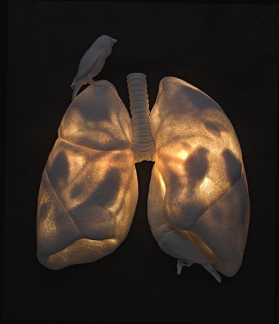  Произведение Kate MacDowell