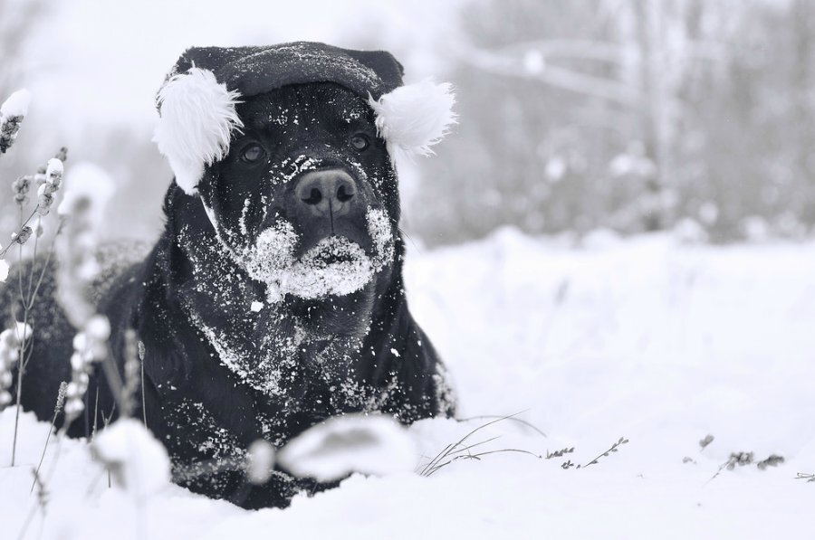 фото из интернета