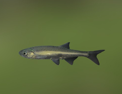 Верховка. Фото с сайта FishX.org