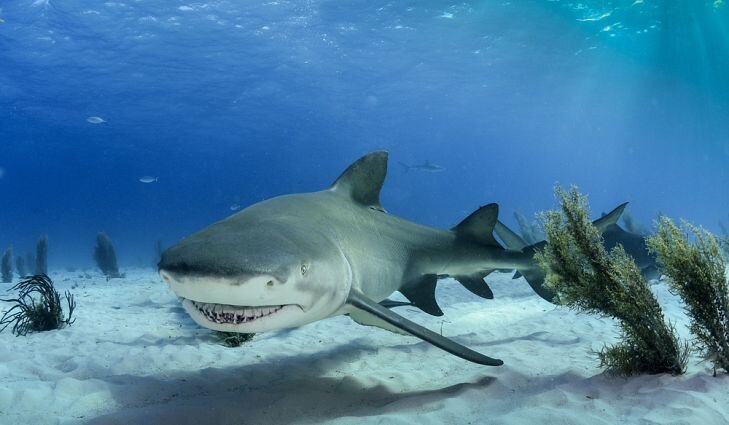             Не позволяйте дружеской улыбке одурачить вас; акулы будут кусаться. 